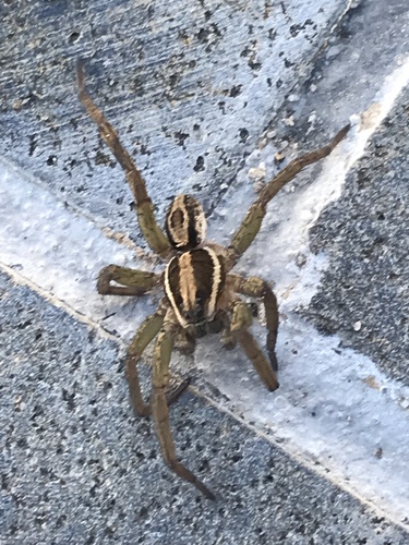 Venatrix furcillata