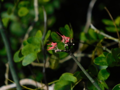Euphorbia personata, photograph (c) Mauricio Soto David, some rights reserved (CC BY)