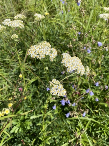 Aster fastigiatus iNat (2)