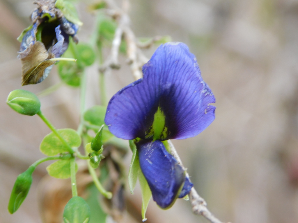 Brongniartia papyracea