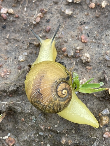 Green Garden Snail, S Pacific St, San Marcos, CA, US, photo 7 of 10