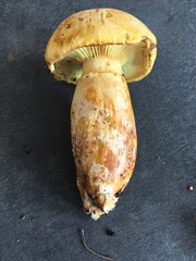Gymnopilus validipes