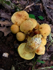 Gymnopilus validipes