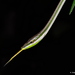 Striped Sharpnose Snake - Photo (c) Kristiina Ovaska, some rights reserved (CC BY-NC), uploaded by Kristiina Ovaska