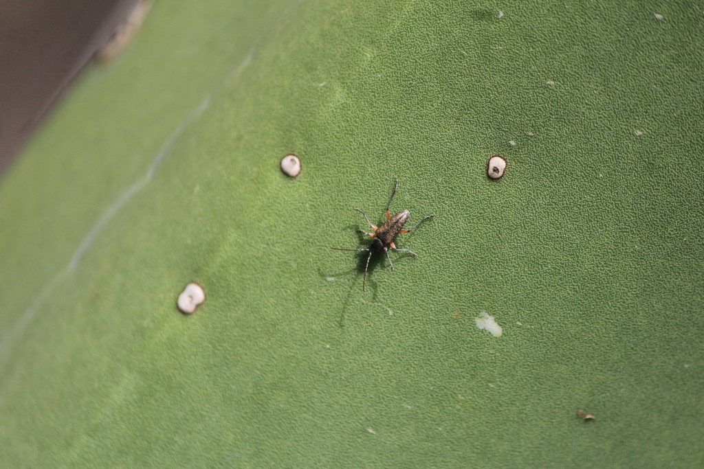 Tomentgaurotes maculosus