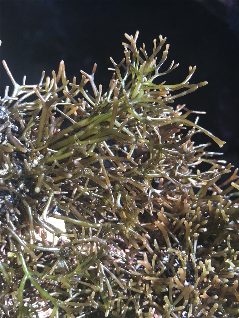 Besa divaricata