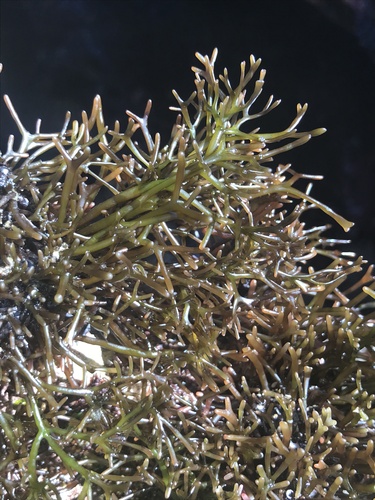 Besa divaricata