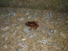 Eupsophus roseus