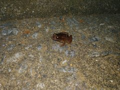 Eupsophus roseus