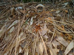 Sphictostethus gravesii