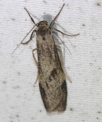 Graphosia stenopepla