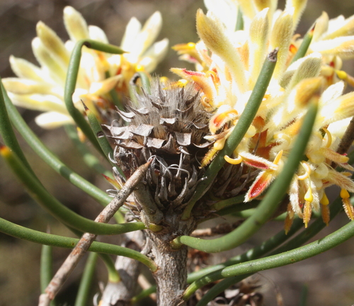 Petrophile brevifolia Lindl.