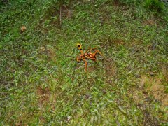 Sphictostethus gravesii