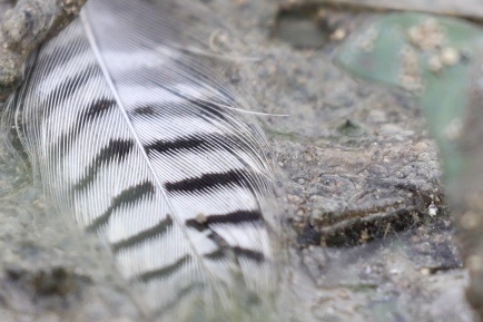 Plume de Dendrocygne veuf