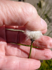 Eriophorum scheuchzeri