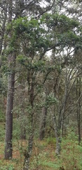 Quercus glabrescens