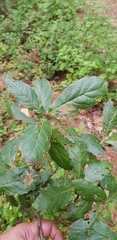 Quercus glabrescens