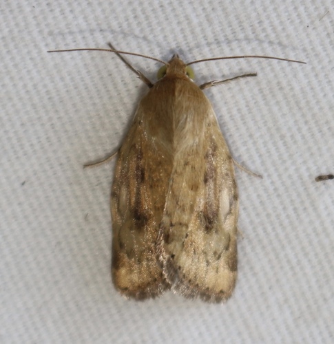 Paradoxus moth