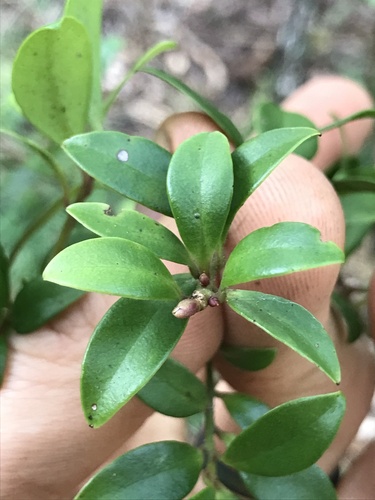Myrsine alyxifolia