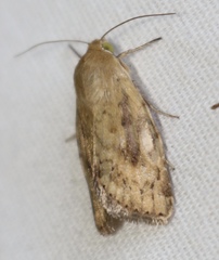 Heliocheilus paradoxus