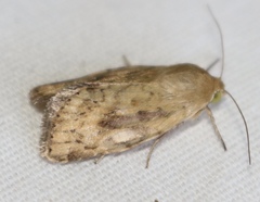 Heliocheilus paradoxus