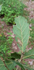 Quercus glabrescens