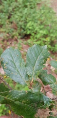 Quercus glabrescens