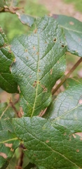 Quercus glabrescens