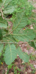 Quercus glabrescens
