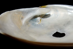 Periploma planiusculum