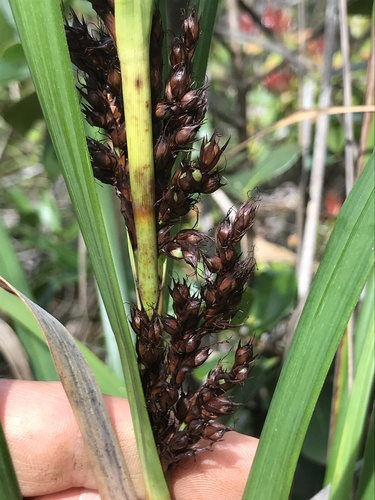 Gahnia beecheyi