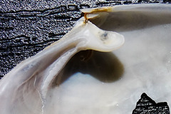 Periploma planiusculum