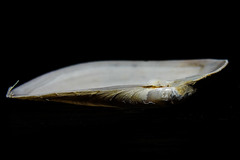 Periploma planiusculum