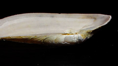 Periploma planiusculum