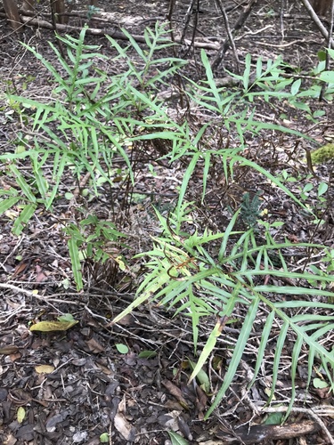 Pteris hillebrandii observed 2023-03-16
