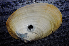 Periploma planiusculum