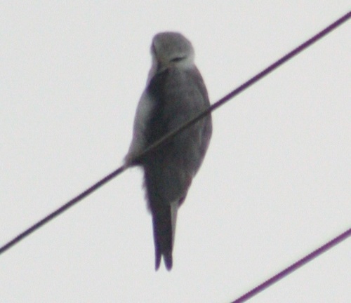 Elanus caeruleus