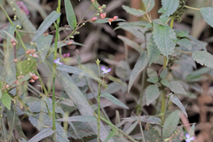 Murdannia keisak