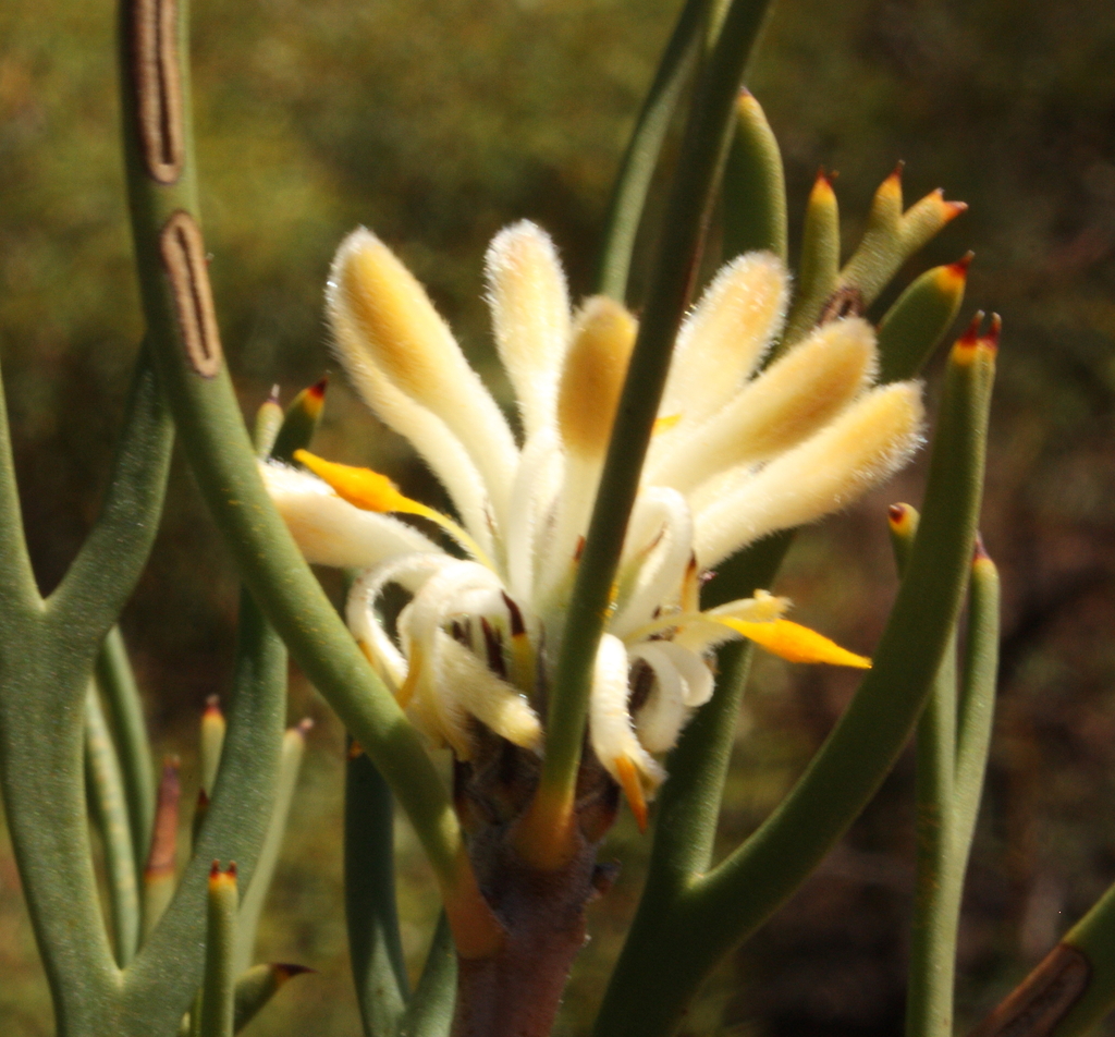 Petrophile incurvata