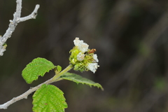Varronia bullata