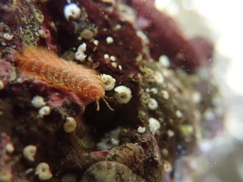 Iphione muricata observed 2023-03-11