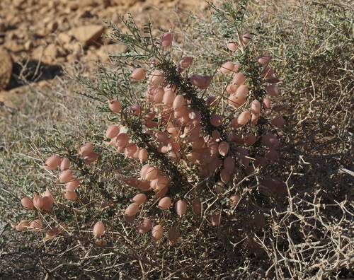 Astragalus spinosus