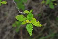 Varronia bullata
