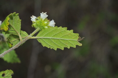 Varronia bullata