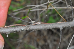 Varronia bullata