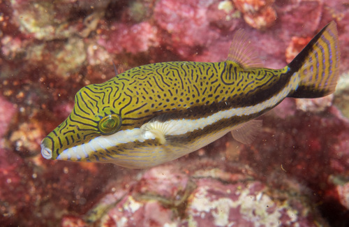 Clown toado (Canthigaster callisterna) — Tetraodontidae — 4