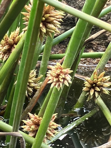 Schoenoplectiella articulata, 2023-03-15