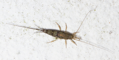 Petrobius maritimus