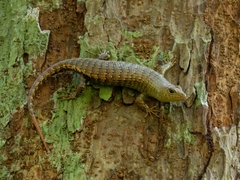 Big Tree Skink photo 2