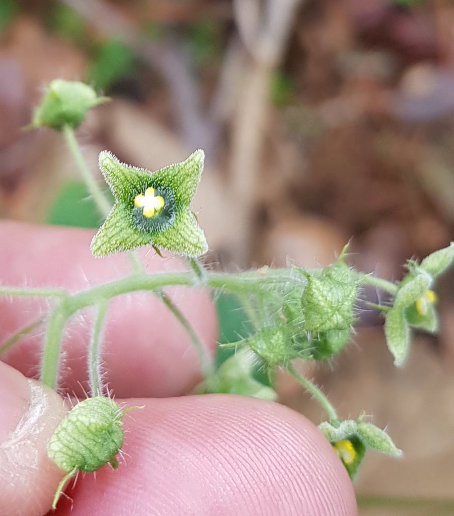 Microsechium helleri
